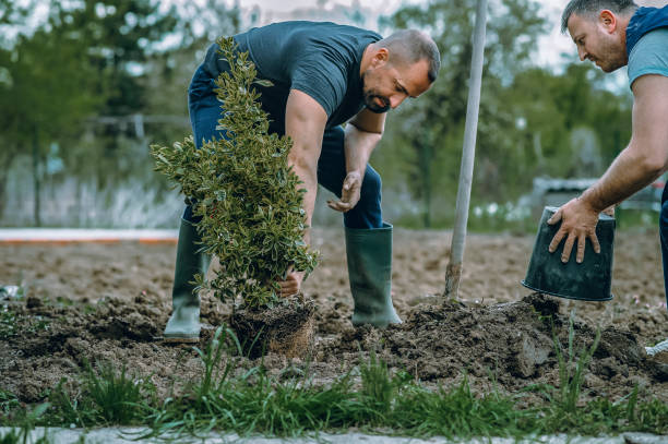 Best Professional Tree Care  in USA